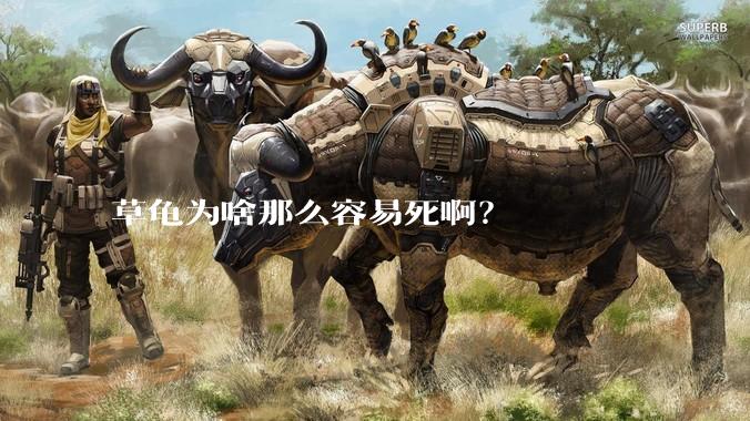 草龟为啥那么容易死啊？